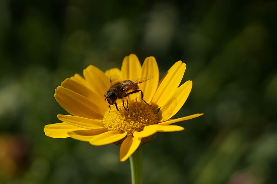 Flower, Hoverfly, Yellow, Summer, summer flower, close, nature HD wallpaper