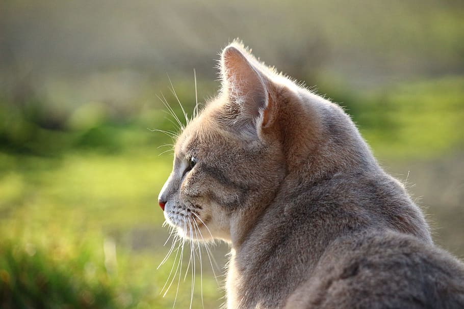 grey cat, mackerel, breed cat, grass, mieze, kitten, one animal HD wallpaper