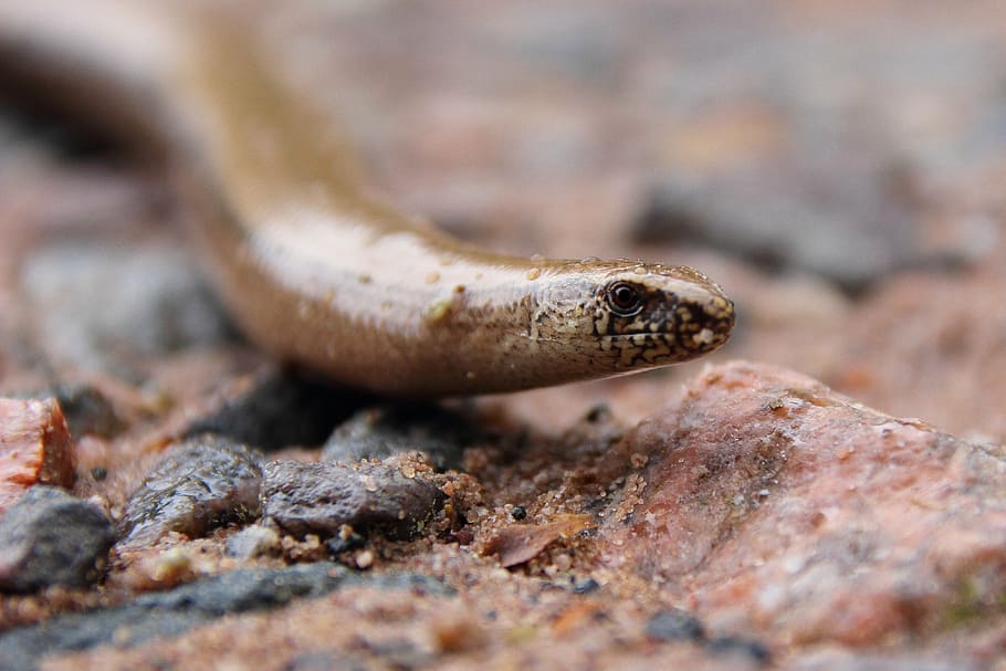 slow worm, reptile, lizard, close, ground, animal, anguis fragilis HD wallpaper