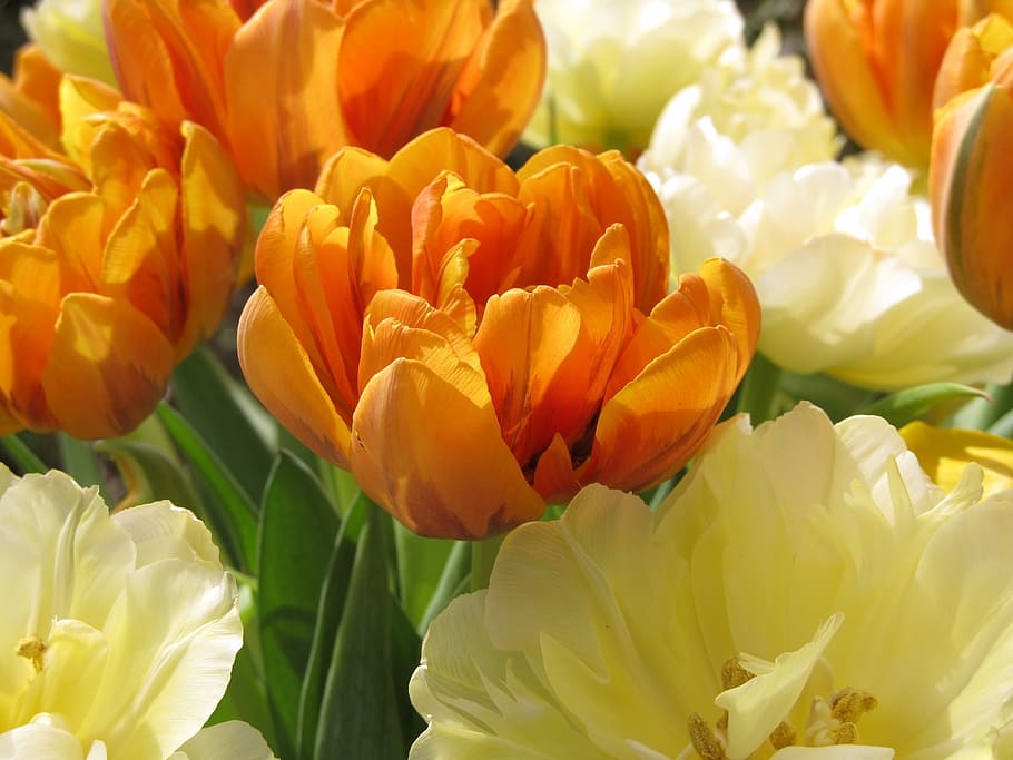 tulip, orange, cream, spring, blossom, bloom, close, orange tulips HD wallpaper