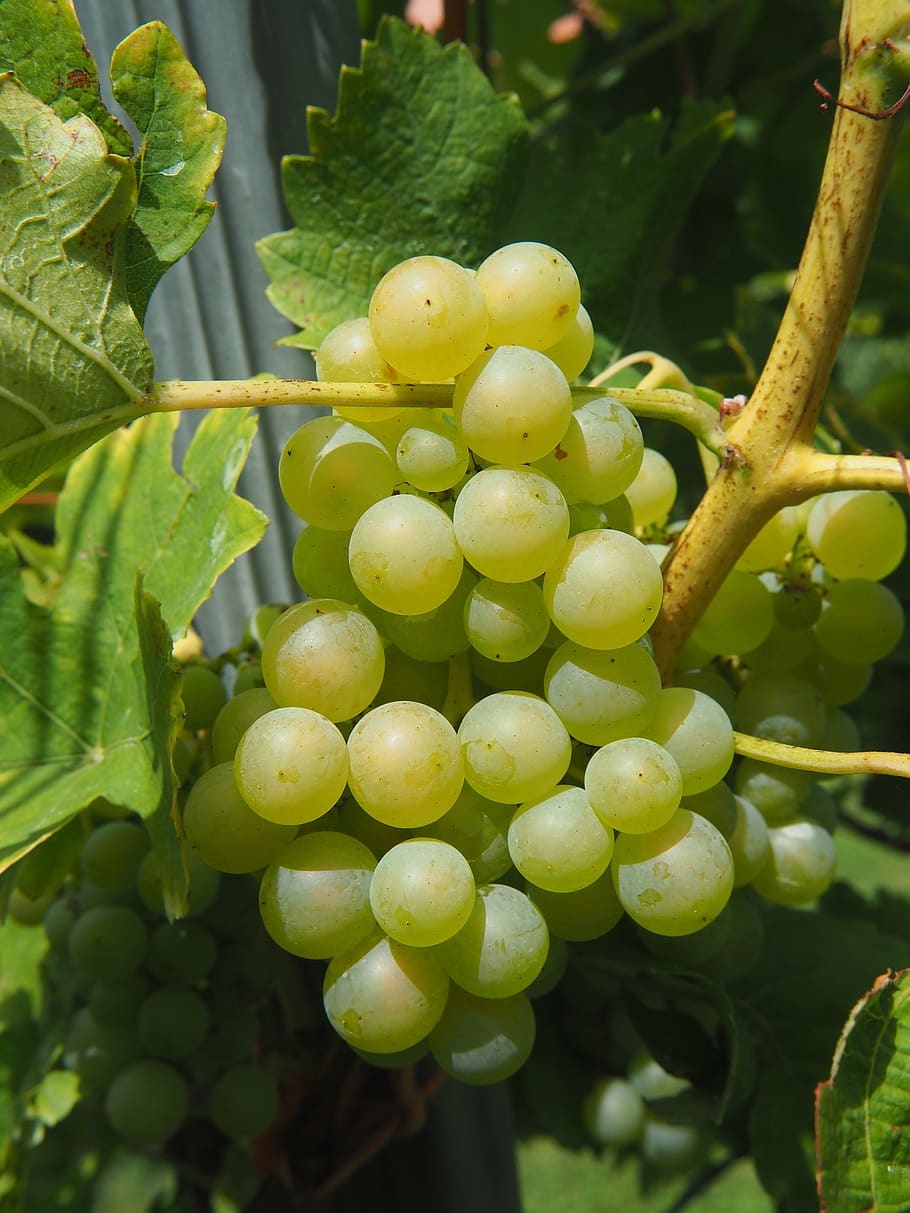 wine, grape, vine, grapes, vineyard, winegrowing, vines, green grapes, HD wallpaper