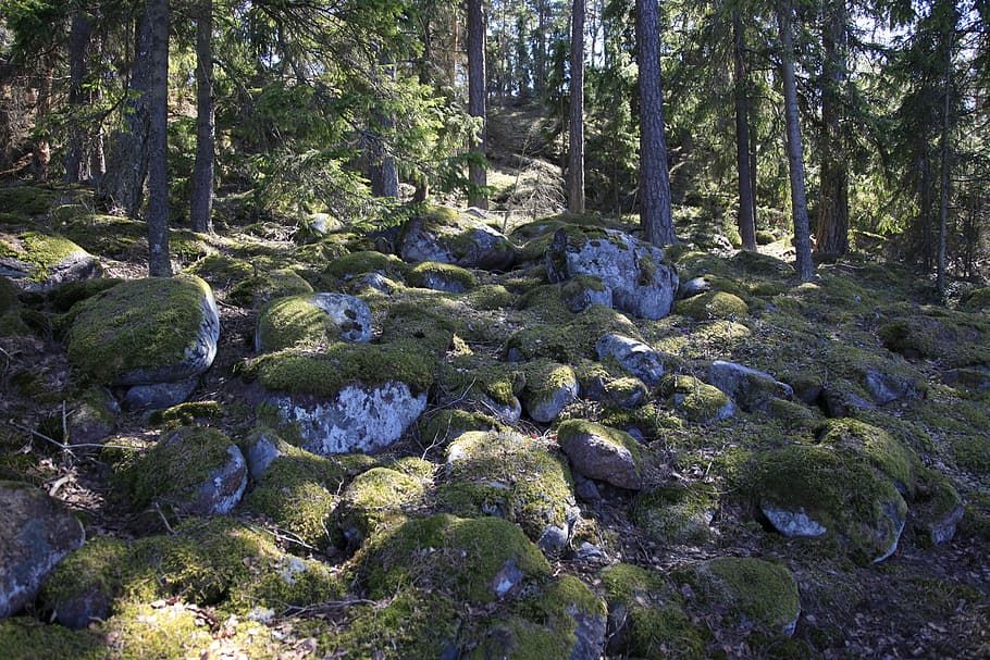 troll, landscape, forest, plant, tree, rock, growth, rock - object HD wallpaper
