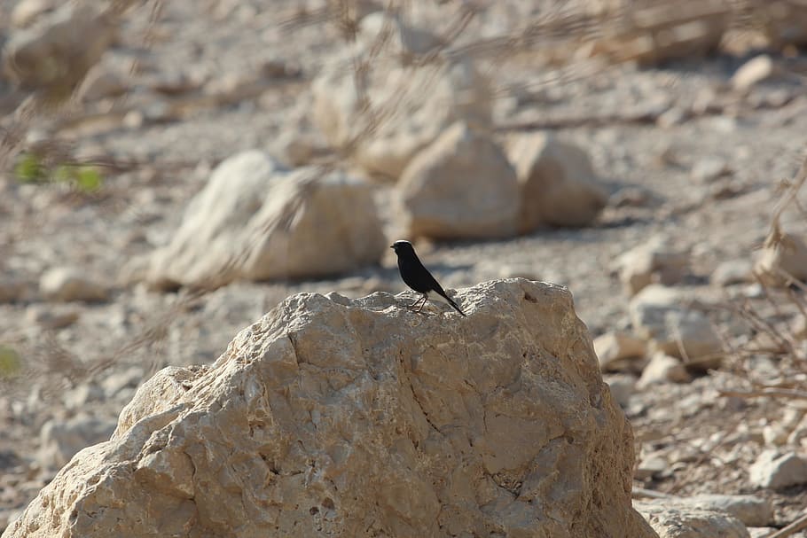 desert, bird, rocks, calm, waiting, animals in the wild, animal wildlife HD wallpaper