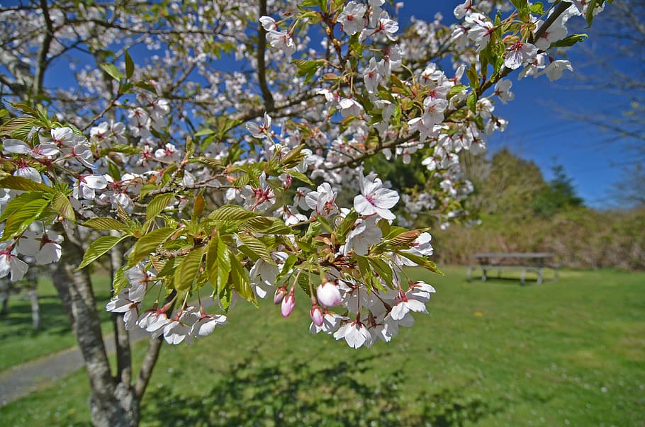 park, picnic, summer, grass, outdoors, leisure, blossom, cherry blossom HD wallpaper