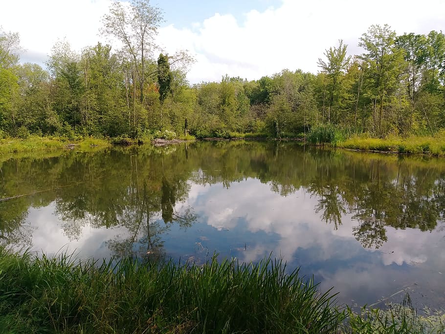 pond, nature, reflections, tree, plant, lake, water, sky, tranquility HD wallpaper