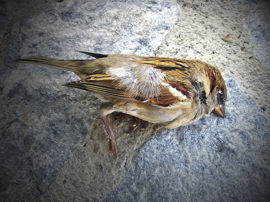 Sparrow, Dead Bird, Metaphor, transcendence, deceased, one animal, HD wallpaper