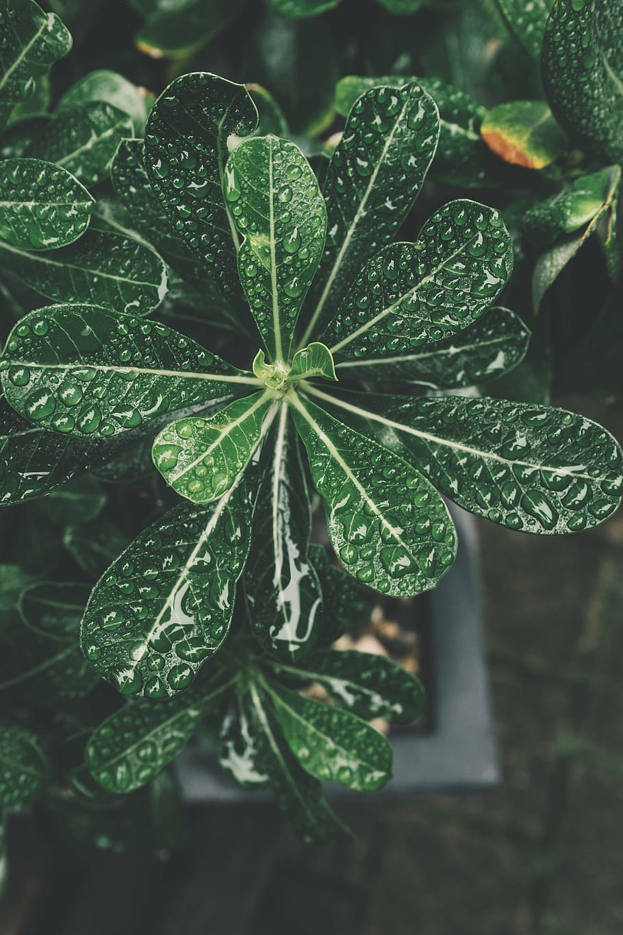 bonsai, botanical, botany, evergreen, garden, gardens, plant life HD wallpaper