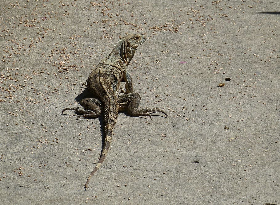 monitor, lizard, reptile, animal, iguana, dragon, scaly, scale HD wallpaper