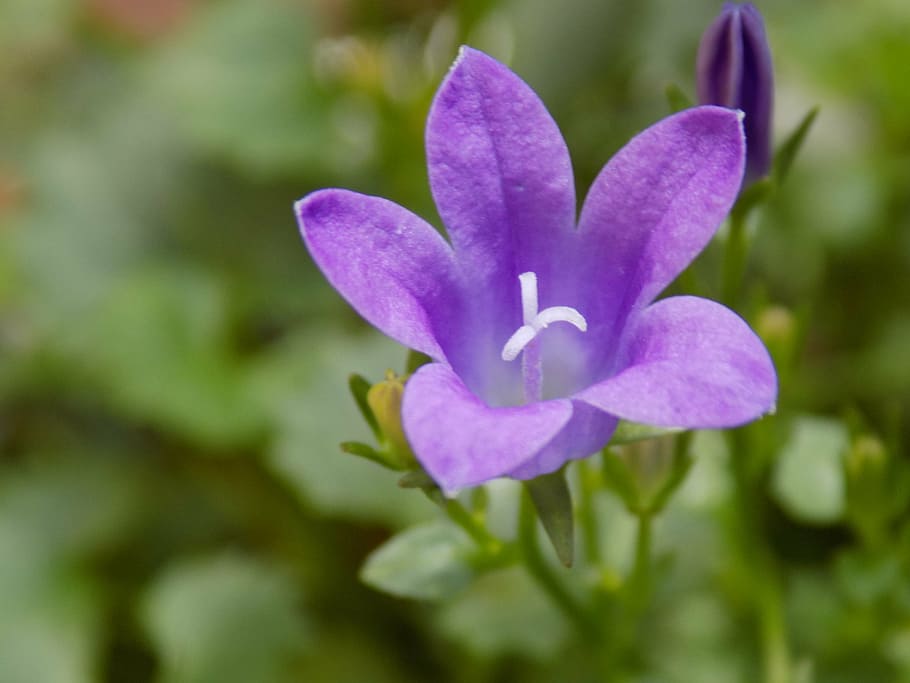violet, violaceae, flower, nature, plant, purple, petal, flower Head HD wallpaper