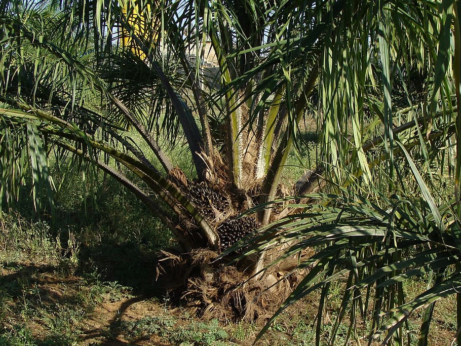green leafed tree, Oil Palm, Palm, Tree, Plantation, Horticulture