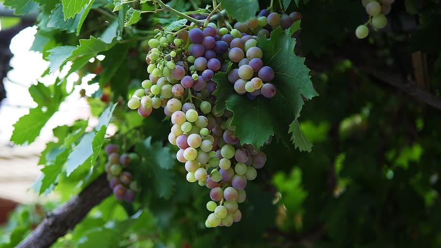 close up photo of grapes, nature, fruit, vine, flora, food and drink HD wallpaper