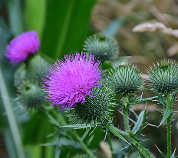 selective focus photography of purple thistle flower, acker thistle HD wallpaper