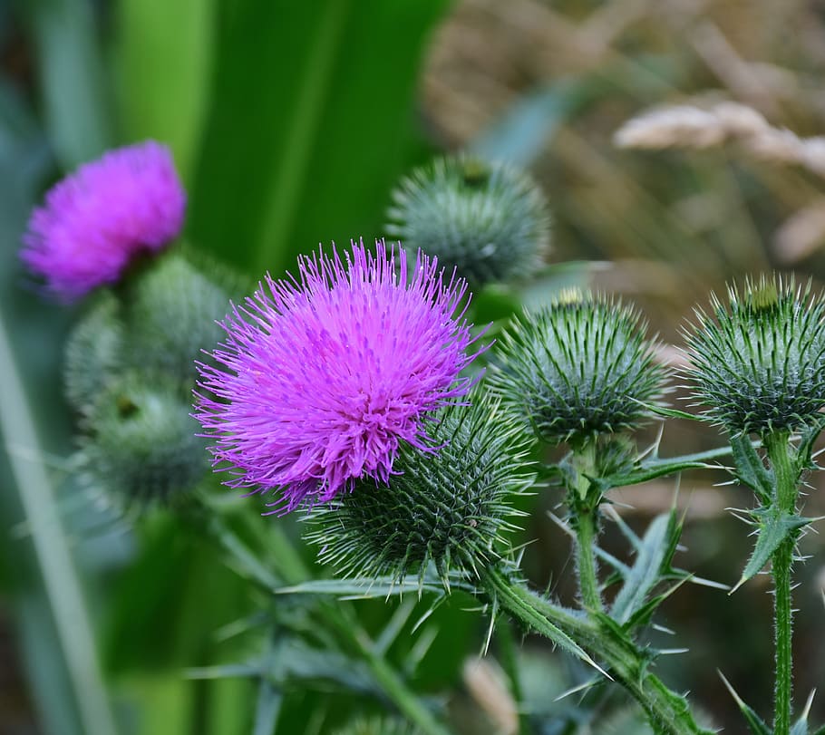 selective focus photography of purple thistle flower, acker thistle HD wallpaper