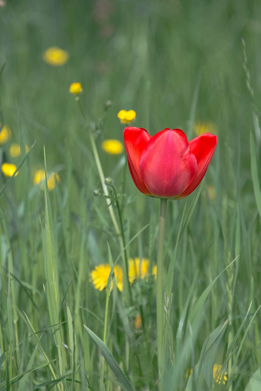 tulip, blossom, bloom, spring, flower, red, plant, early bloomer HD wallpaper