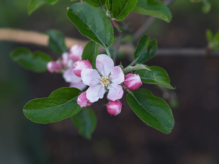 blossom, apple, orchard, spring, flower, flowering plant, freshness HD wallpaper