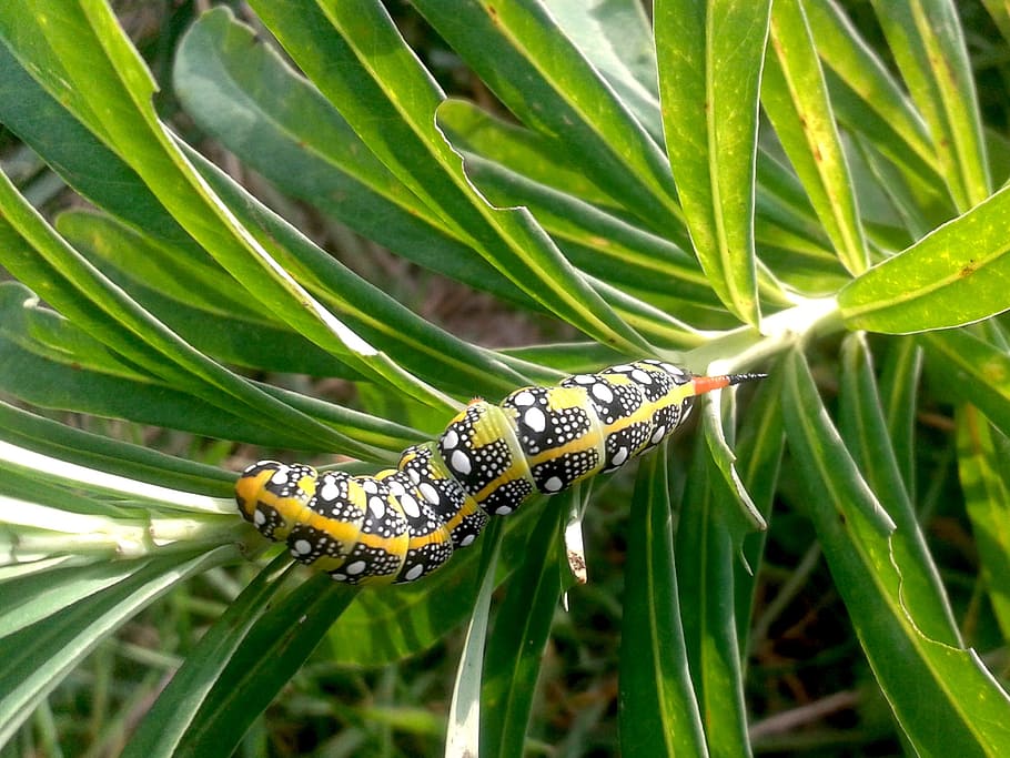 caterpillar, butterfly, hawk, animal wildlife, animals in the wild HD wallpaper