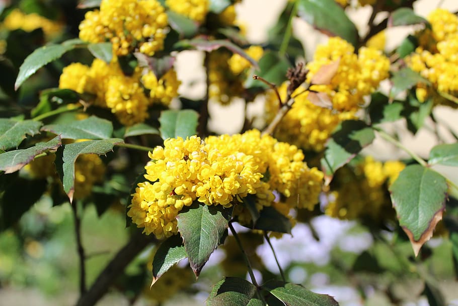 plant, flower, nature, leaf, tree, flowering plant, yellow HD wallpaper