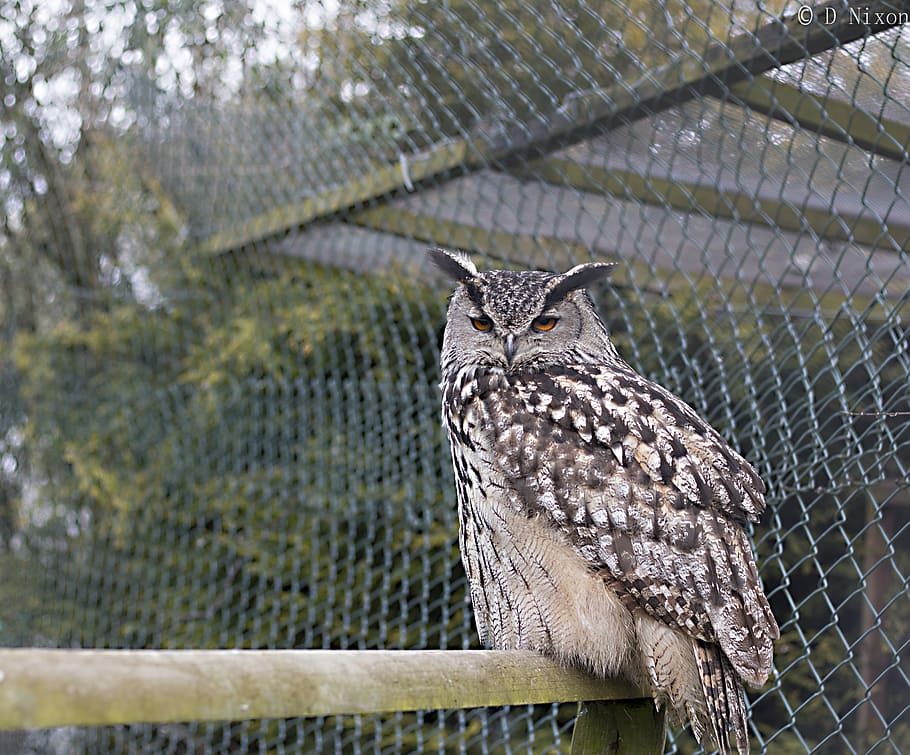 owl, bird, grey, beak, prey, animal, wildlife, bird of Prey HD wallpaper