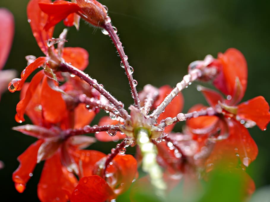 flower, geranium, rain, red flower, nature, plant, close-up HD wallpaper