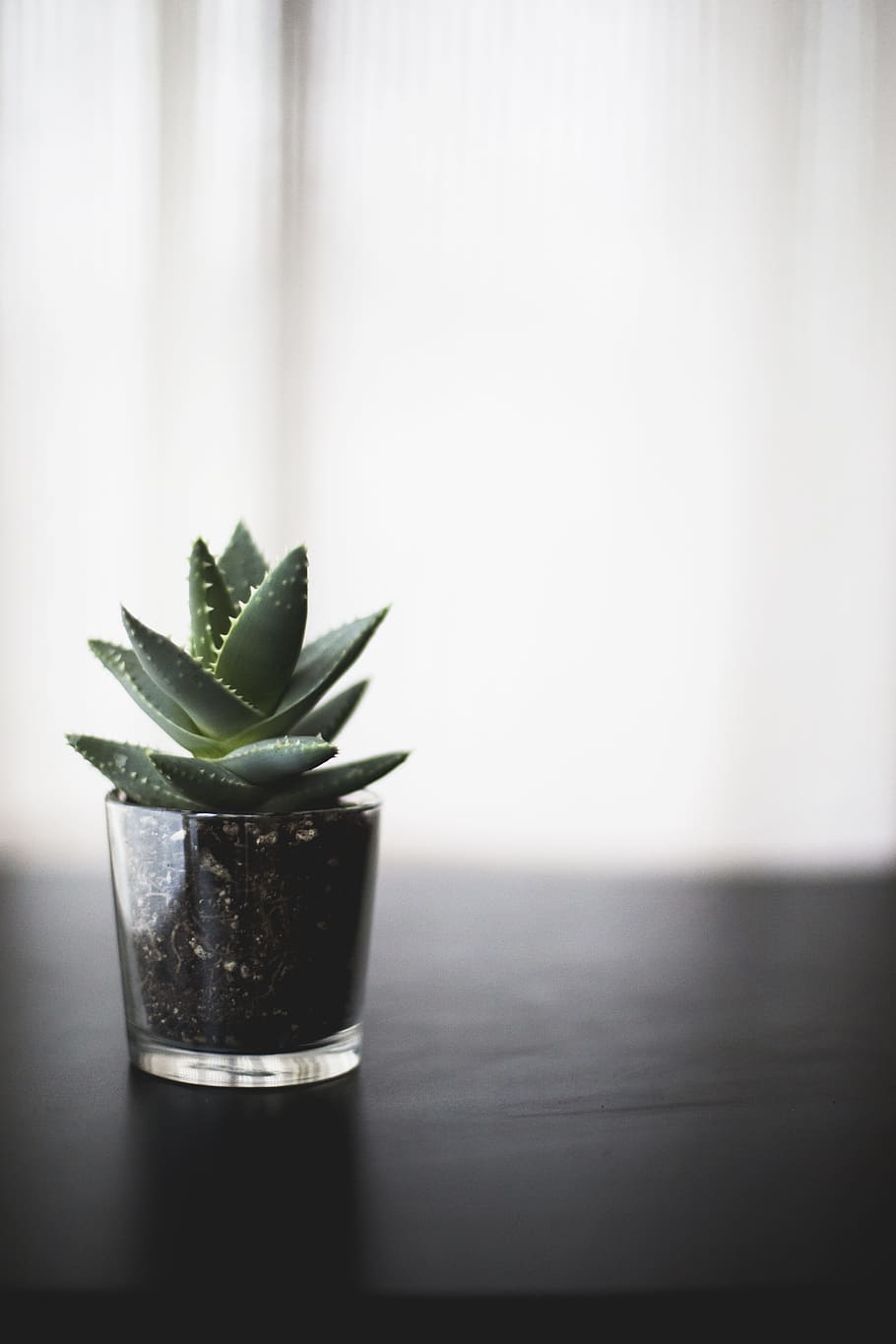 selective focus photo of succulent plant on black surface, succulent plant on brown wooden table