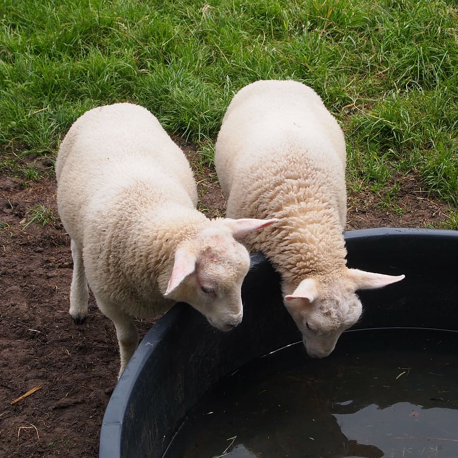 lambs, drinking, drink bench, together, mirror, grass, spring HD wallpaper