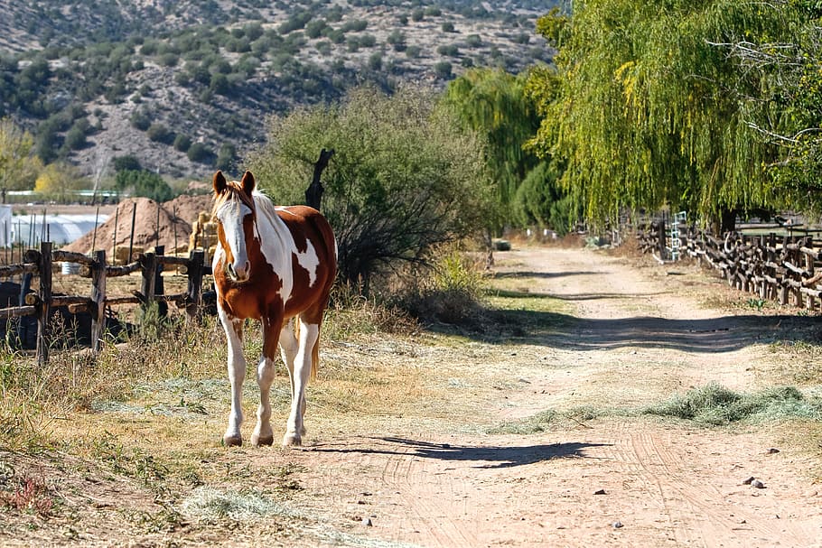 brown and white horse on side of road near fence at daytime HD wallpaper