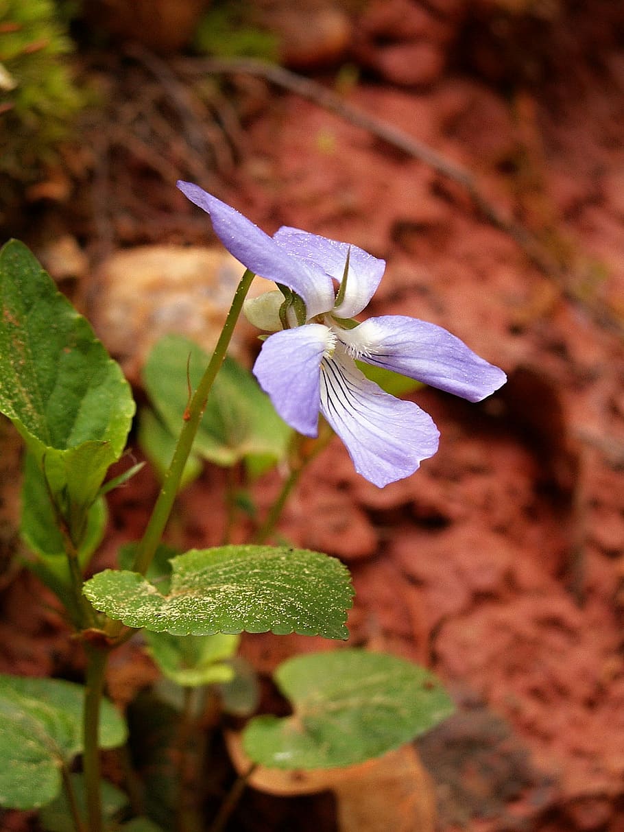 Violet, Red Clay, Forest, Macro, violet forest, flower, petal HD wallpaper