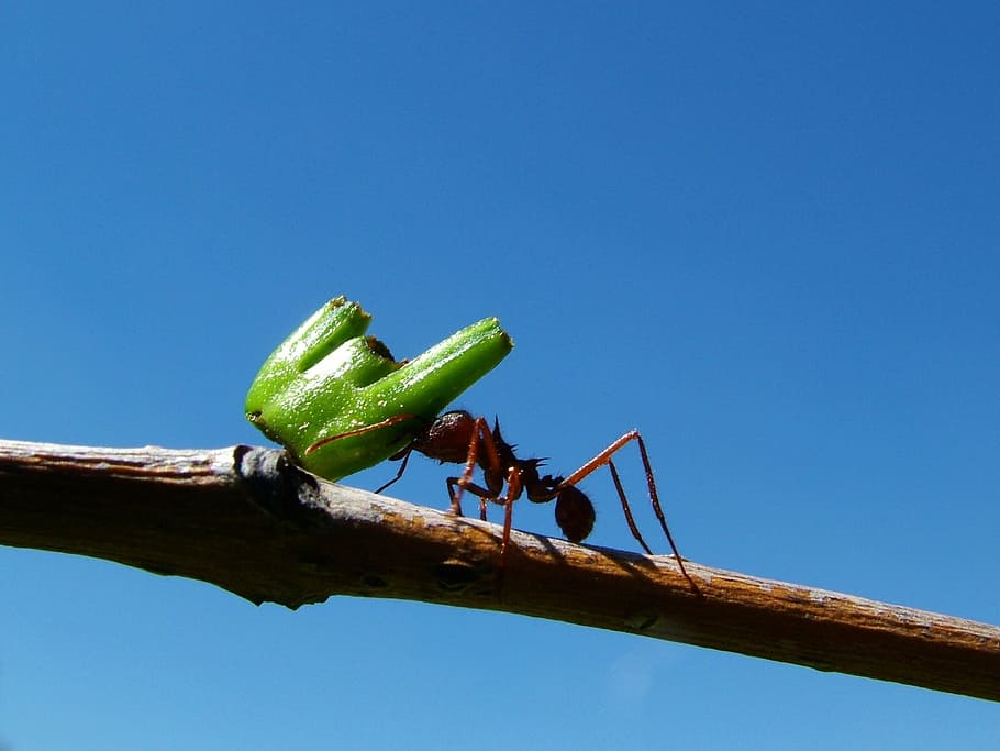ants, tree, insects, blue, sky, clear sky, copy space, nature HD wallpaper