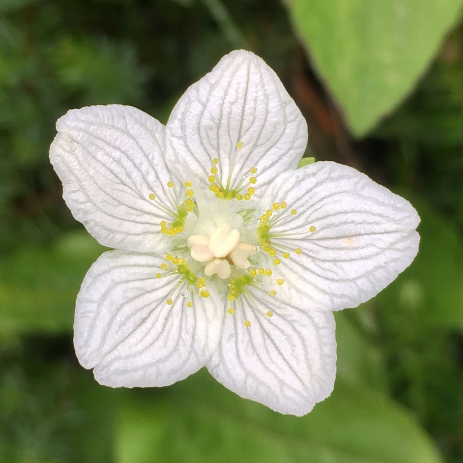 flower, nature, vegetable, plant, flowering plant, freshness HD wallpaper