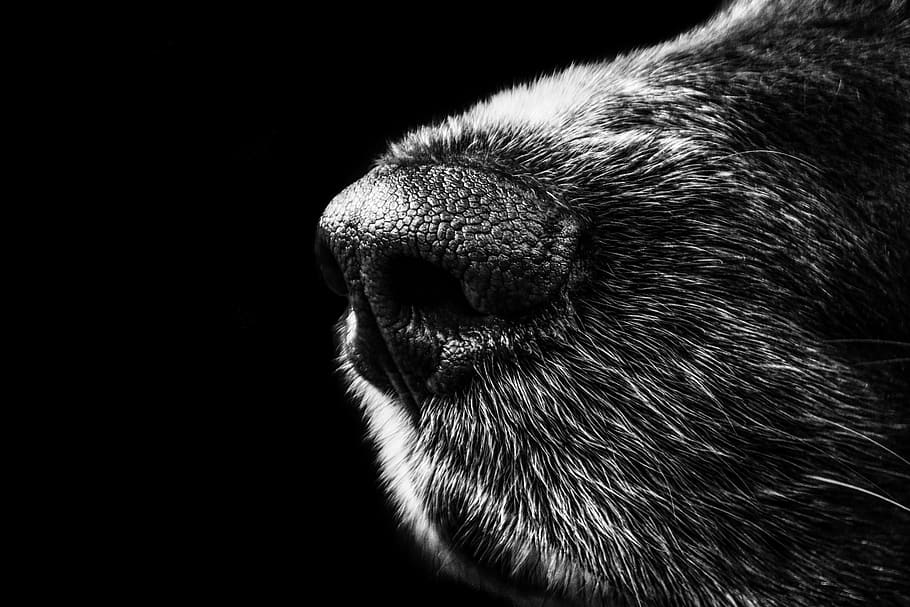 grayscale photography of animal nose, dog, snout, münsterländer