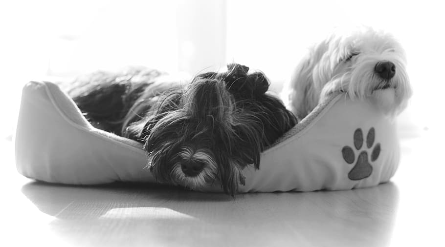 black-and-white, bed, animal, pet, adorable, breed, canine, close-up, HD wallpaper