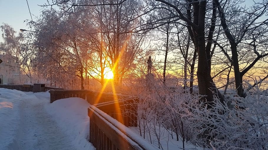 anchorage, sunset, winter, snow, beauty, tree, cold temperature HD wallpaper