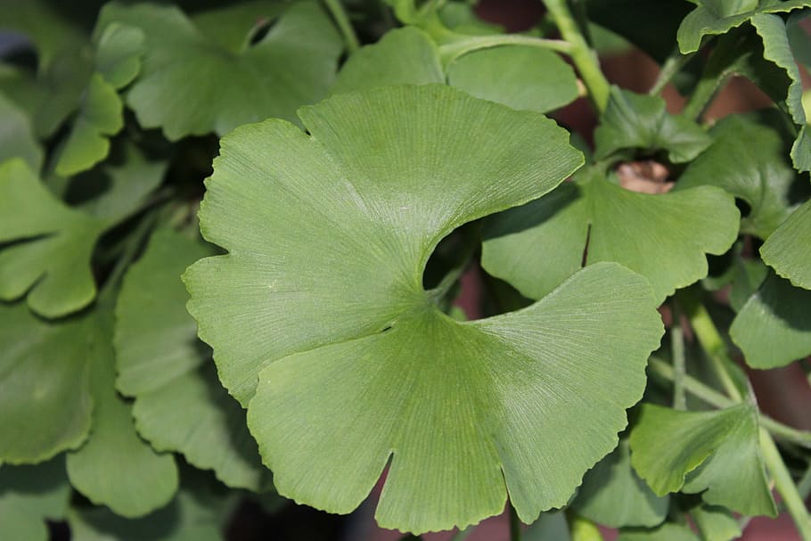 gingko, leaf, green, leaves, plant, close, nature, green Color HD wallpaper