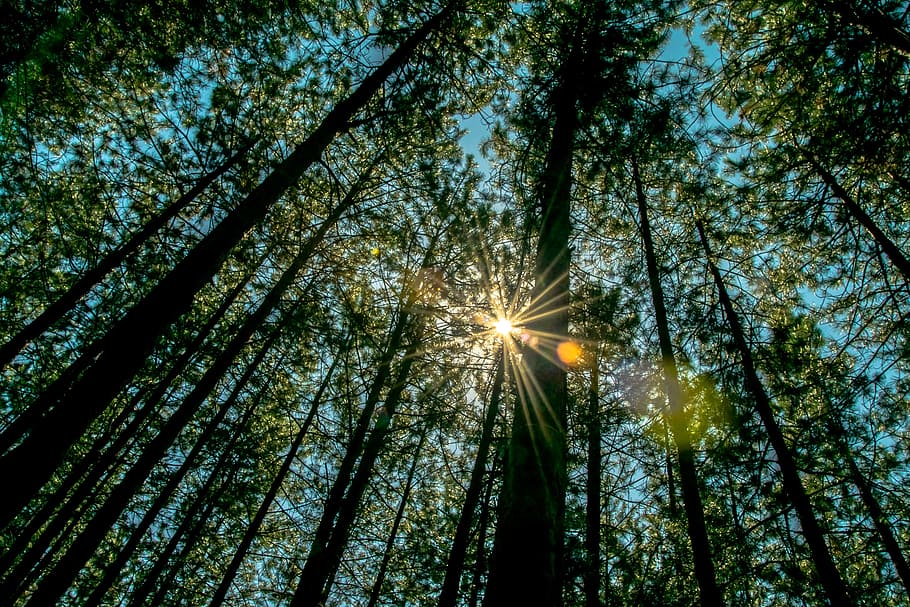 forest, nature, walk, tree, wild plant, low angle view, sunbeam HD wallpaper