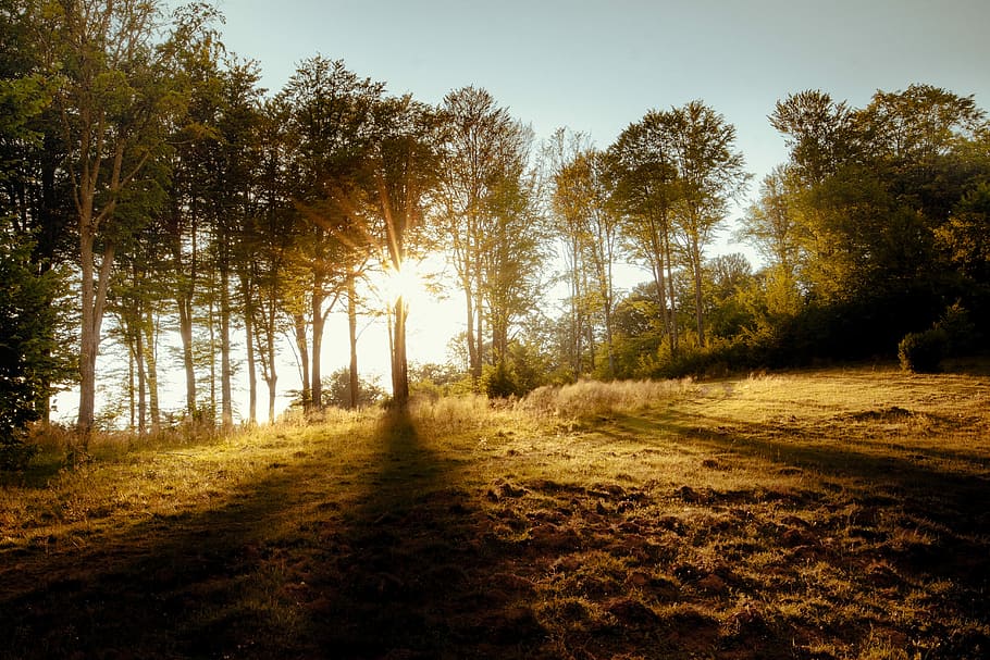 trees and grass fields under orange sunset, tress near grass field during daytime HD wallpaper