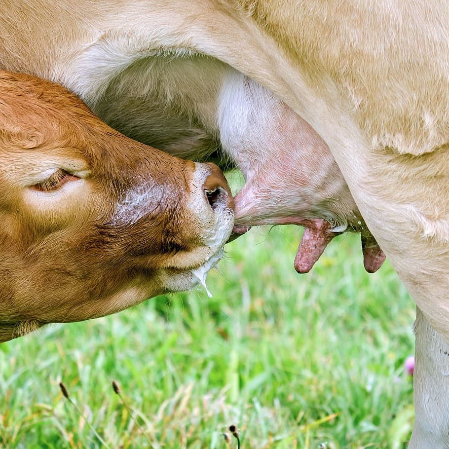 HD wallpaper: cow sips milk on udder, beef, animal, cow's udder, firm ...