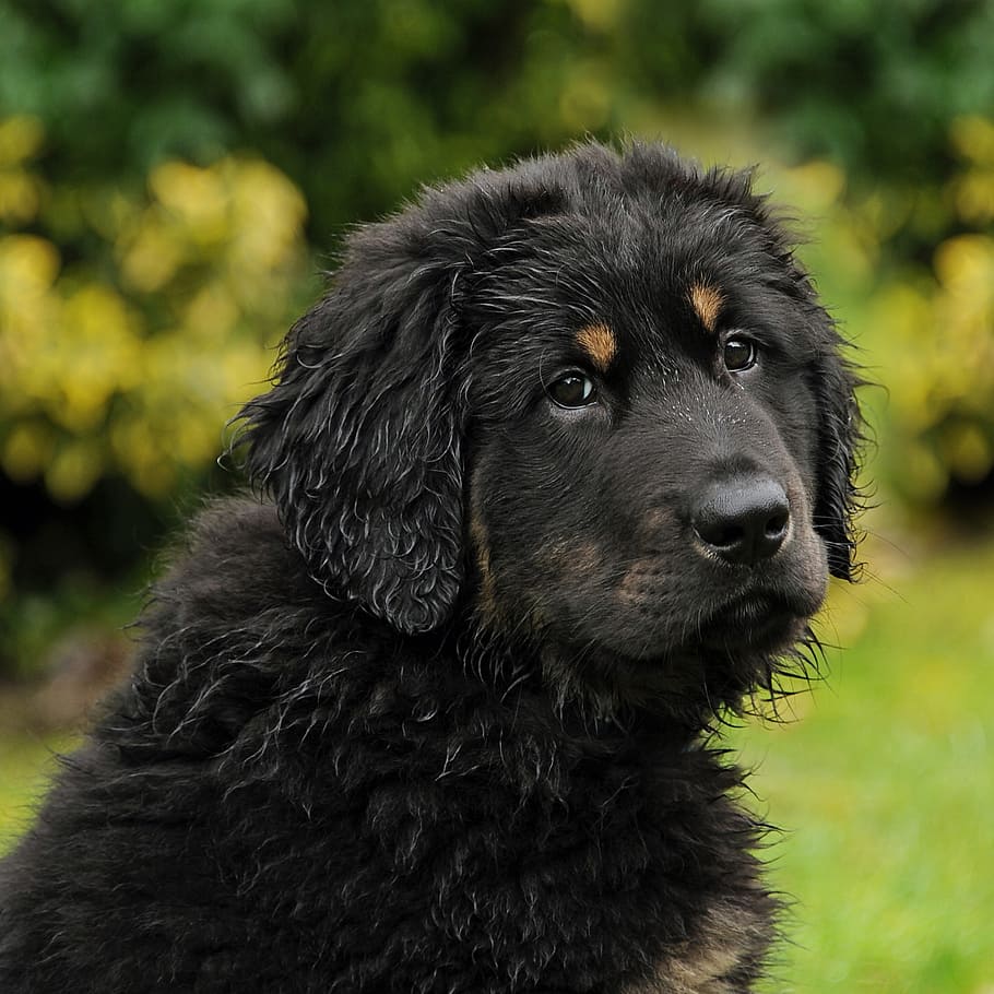 akbash dog herd protection dog young animal