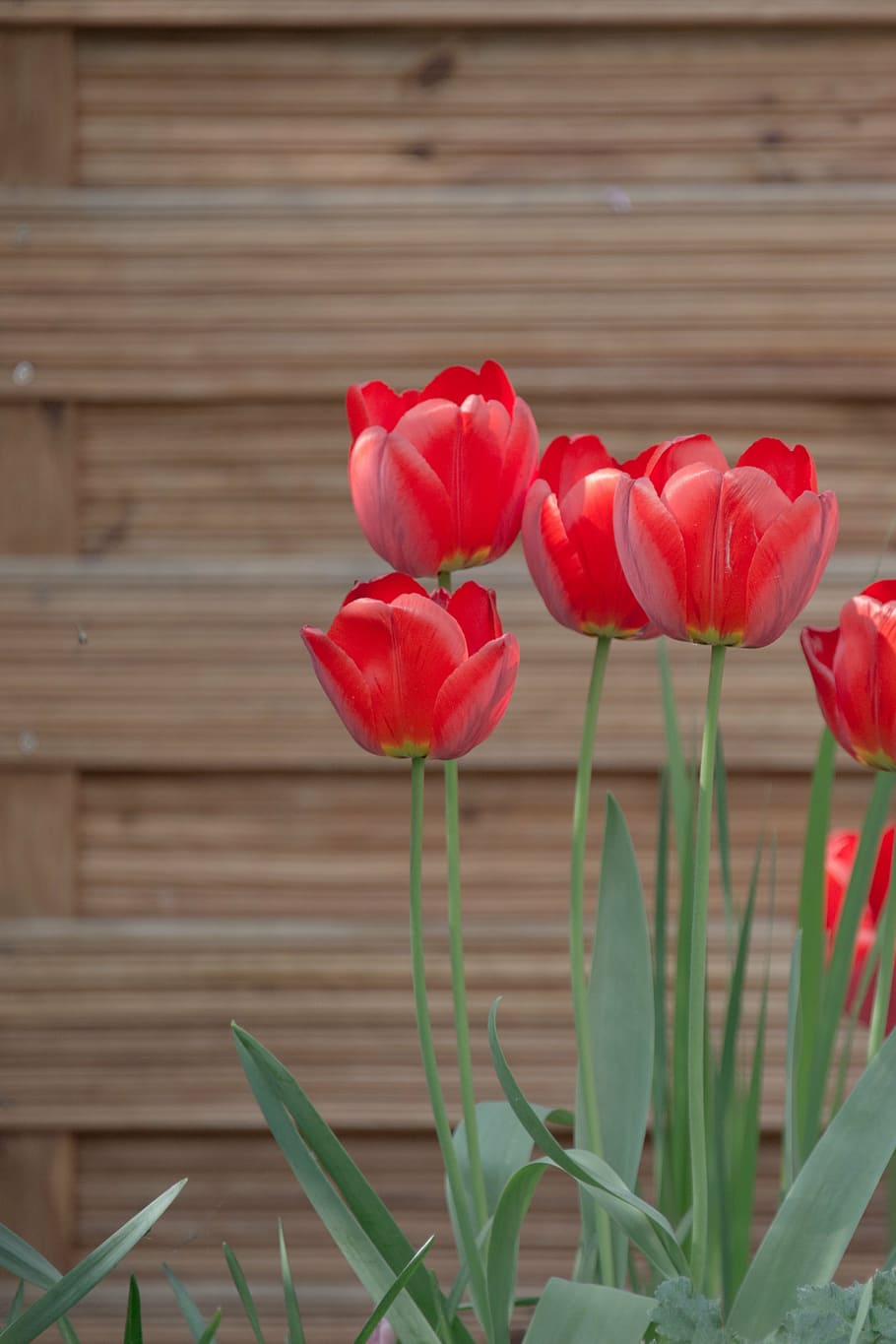 tulips, meadow, bed, spring, flowers, nature, garden, red, bloom HD wallpaper