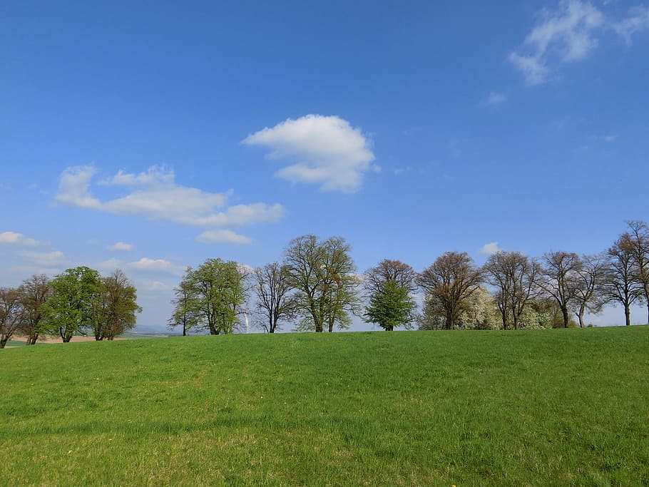 Trees, Sky, Landscape, Nature, blue, green, summer, rest, mood HD wallpaper