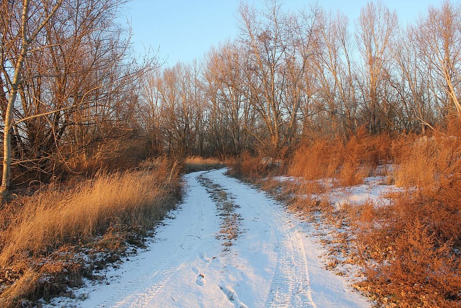 path, winter, snow, tracks, nature, landscape, walk, print HD wallpaper