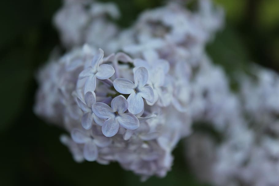 without, lilac, flourishing without, flowers, spring, macro, HD wallpaper
