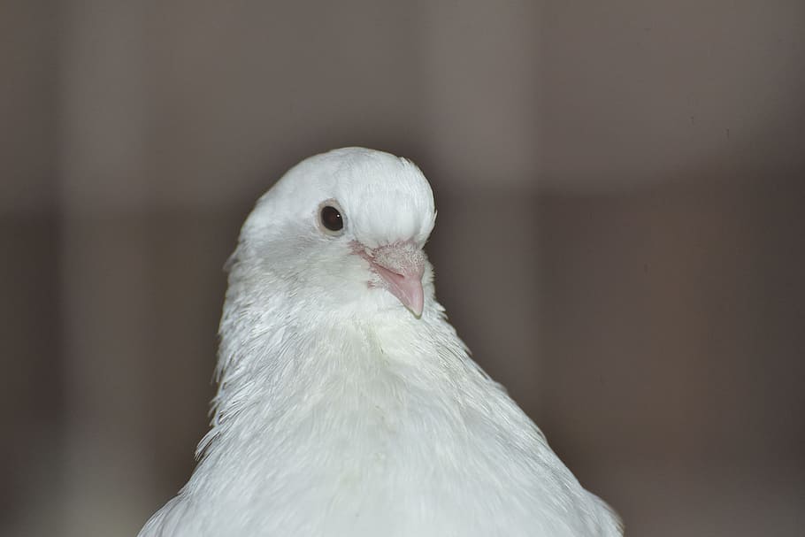 dove, white, bird, beautiful, plumage, white dove, romantic HD wallpaper