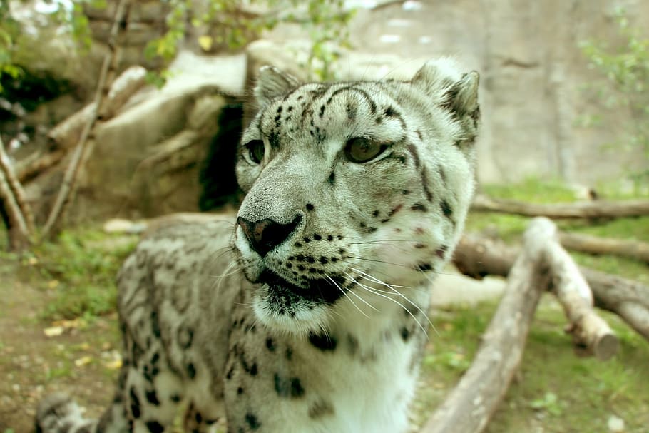 leopard, snow leopard, ounce, big cat, big cat portrait, leopard portrait HD wallpaper
