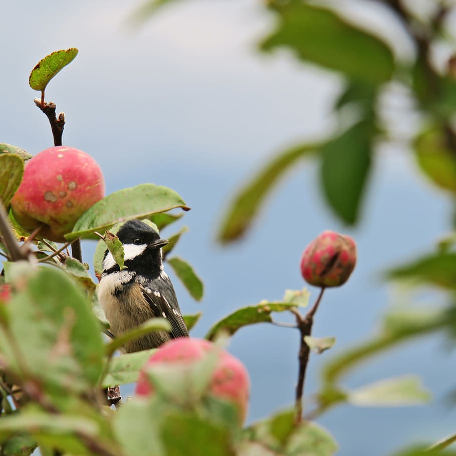 tit, bird, coal tit, apple, nature, branch, tree, leaf, fruit HD wallpaper