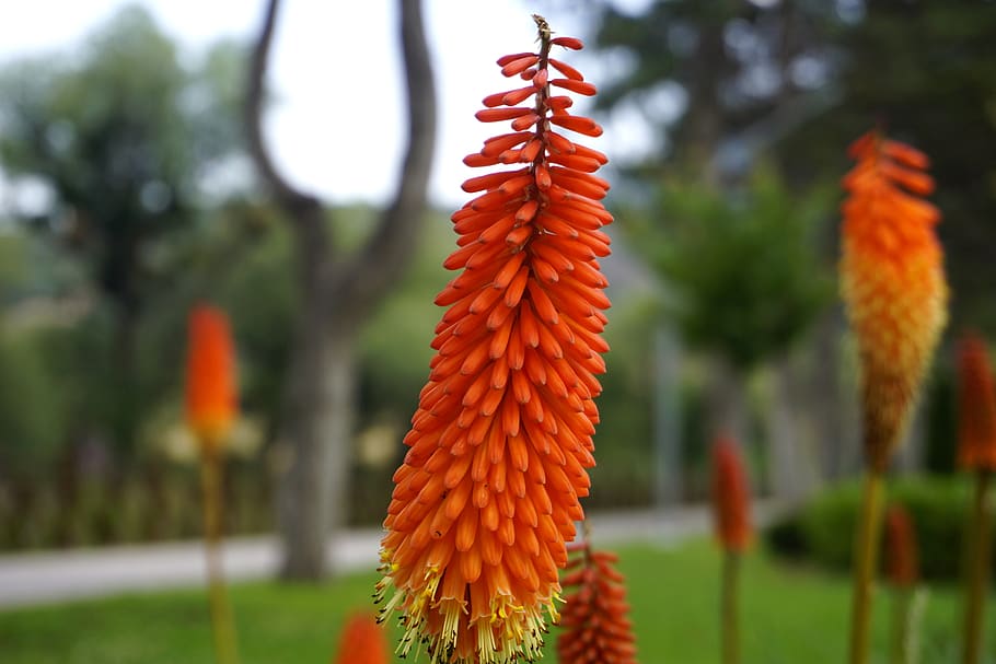 flower, turkey, kniphofia, botanic, focus on foreground, plant HD wallpaper