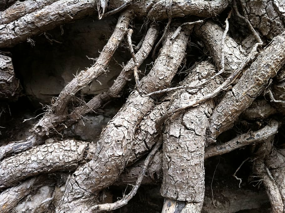 root, tree, nature, no people, close-up, plant part, day, tree trunk HD wallpaper