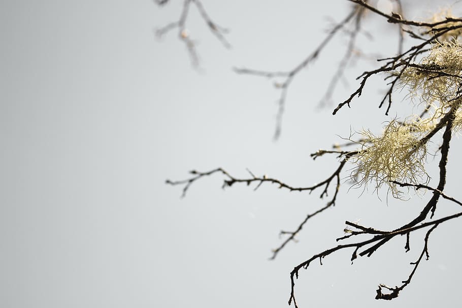 depth of field photography of tree branch, branches, sky, nature HD wallpaper
