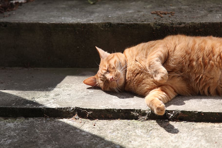 Red Cat, Cat, Cat, Sleeping, Staircase, Shadow, cat sleeping HD wallpaper