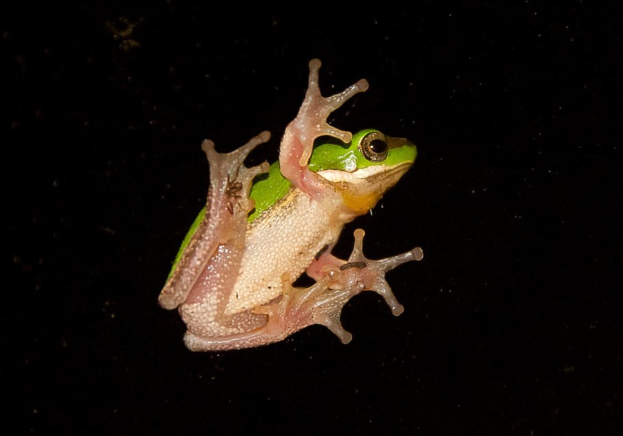 Green Tree Frog, Green, Yellow, tiny, webbed feet, window, glass HD wallpaper