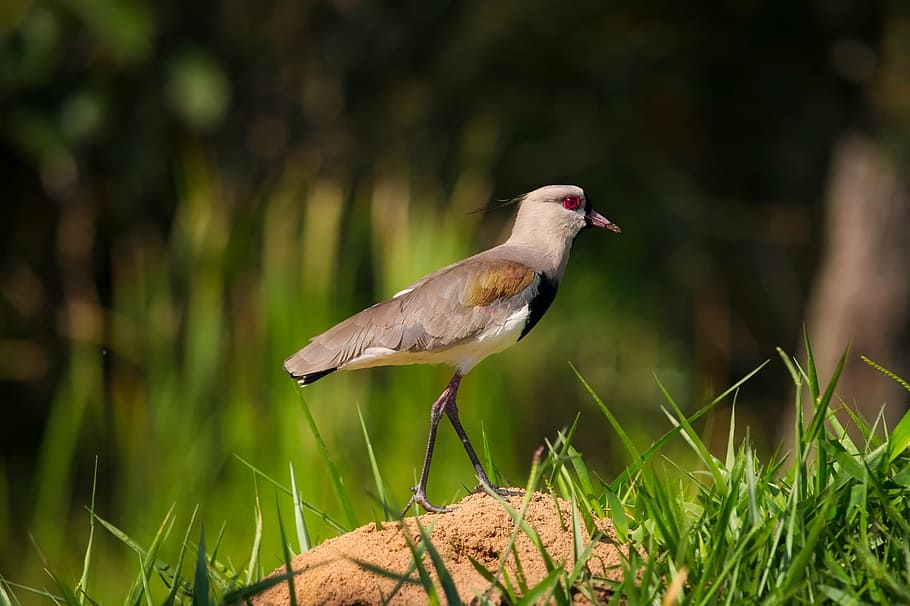 bird, wildlife, macro, closeup, landscape, beautiful, nature HD wallpaper